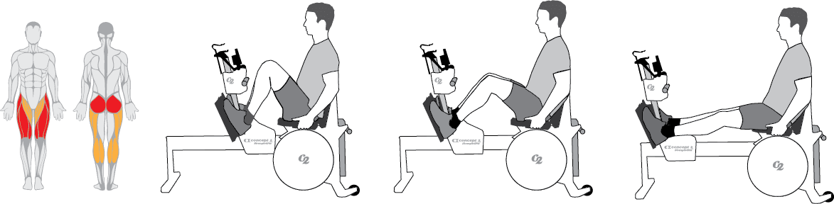 Muscles used during the Leg Press