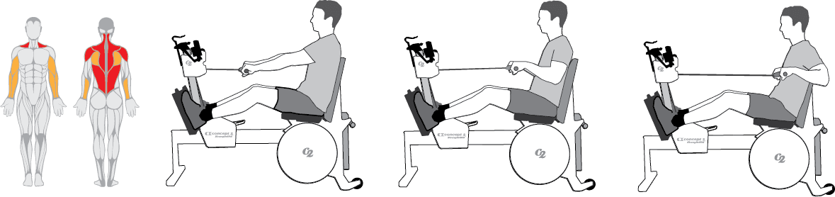 Muscles used in the Seated Row